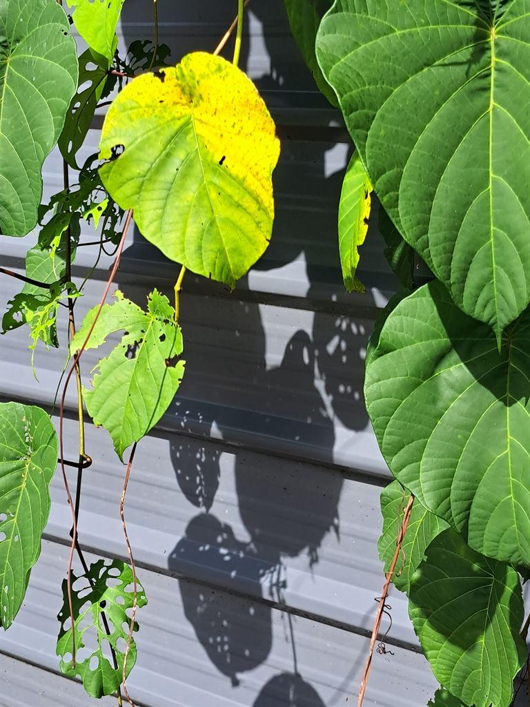 leaves&shadows
