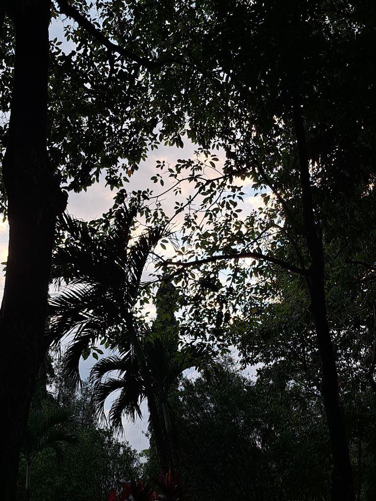 trees