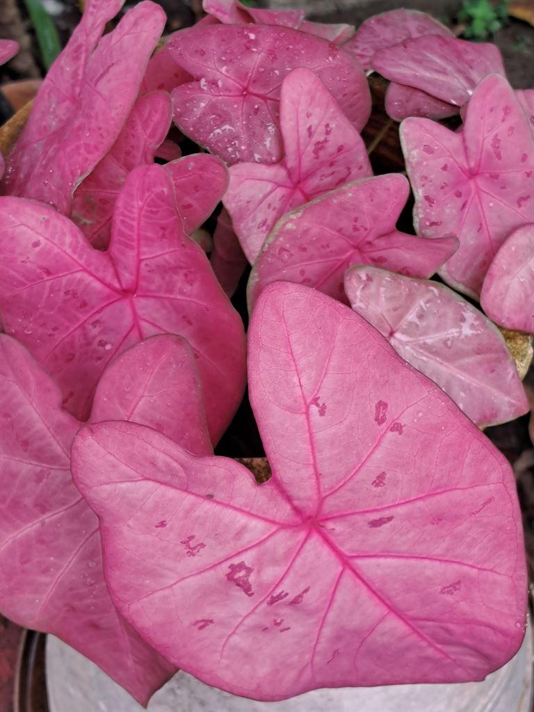 pink