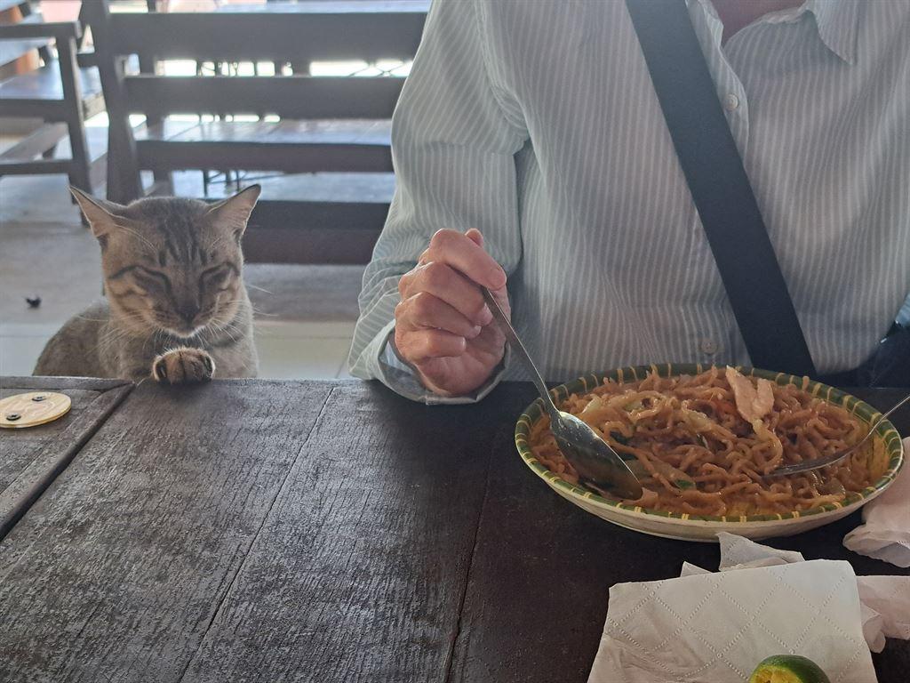 cat
