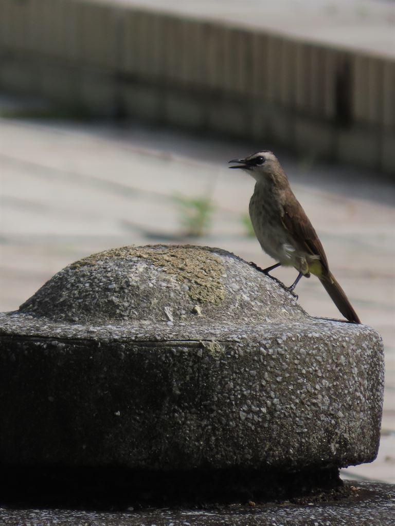bird1