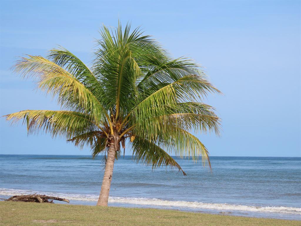 palm