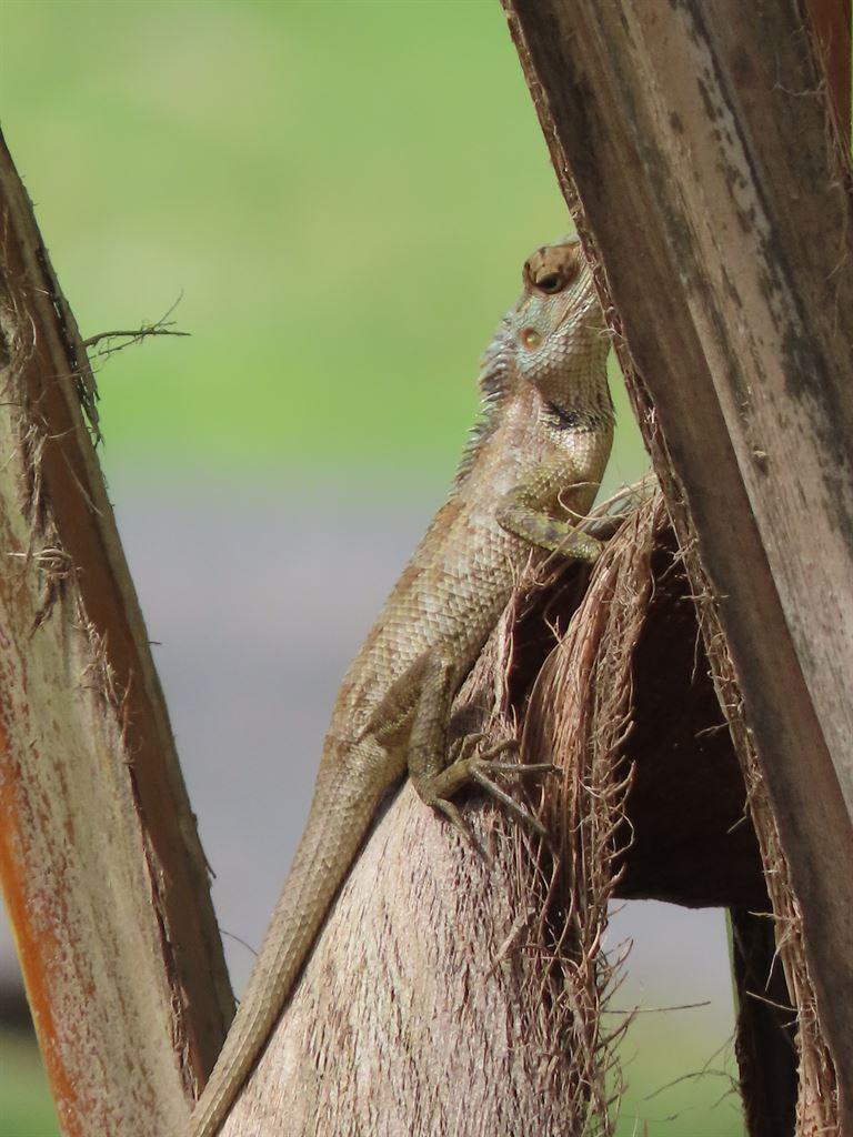 lizard