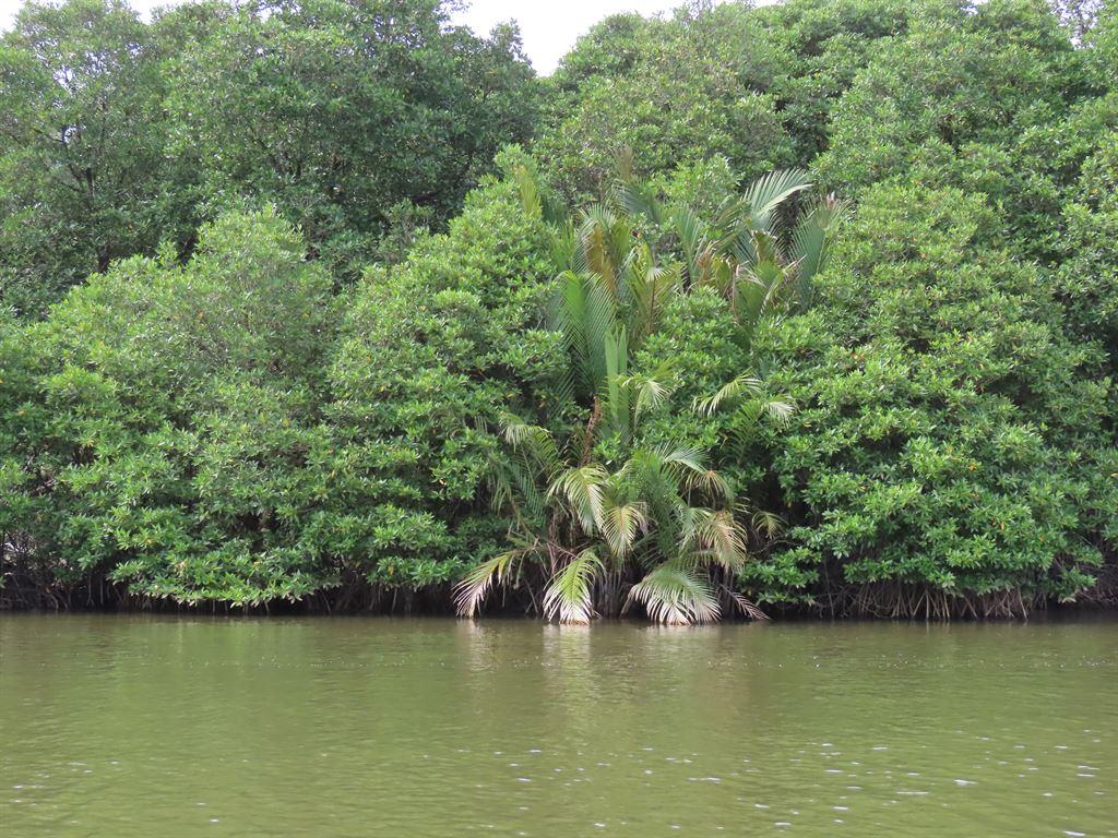 trees