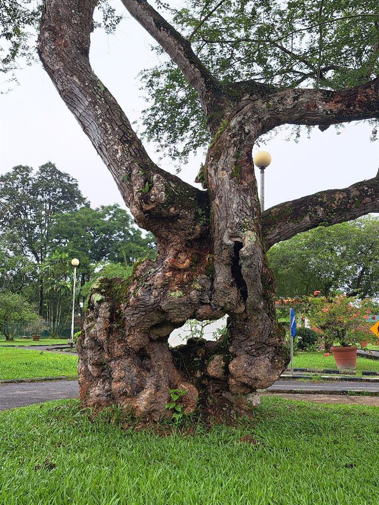 tree1