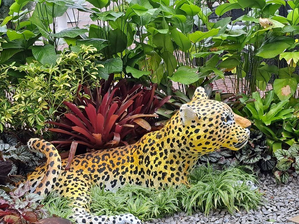 leopard