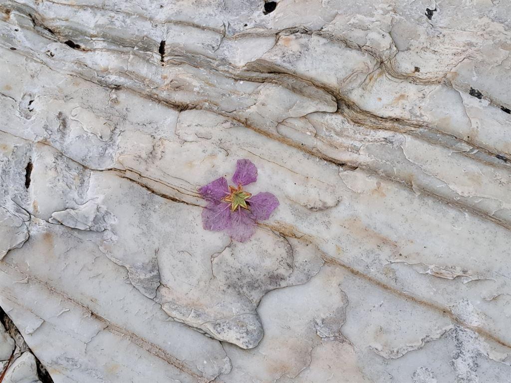 floweronrock