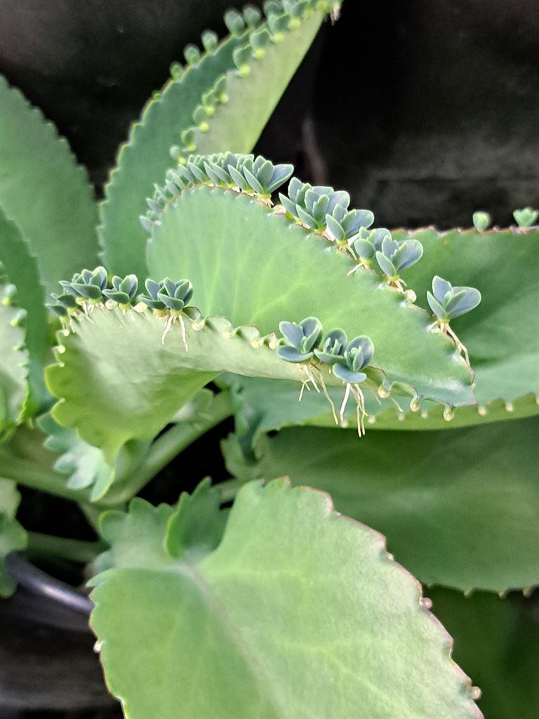 plant