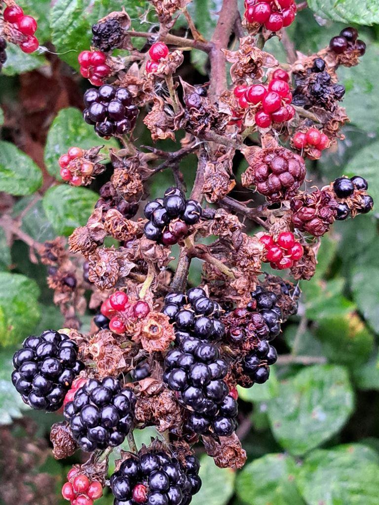 blackberries