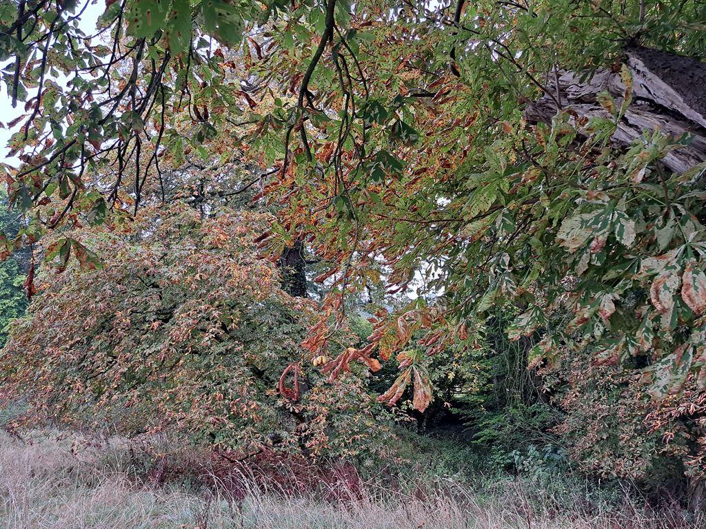 leaves