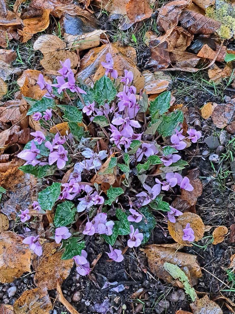 lichfieldflowers