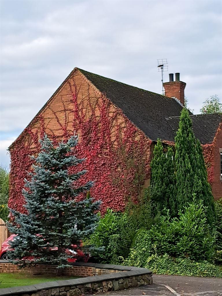 redcreeper