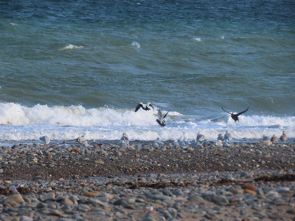 birds
