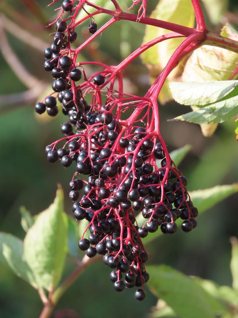 berries
