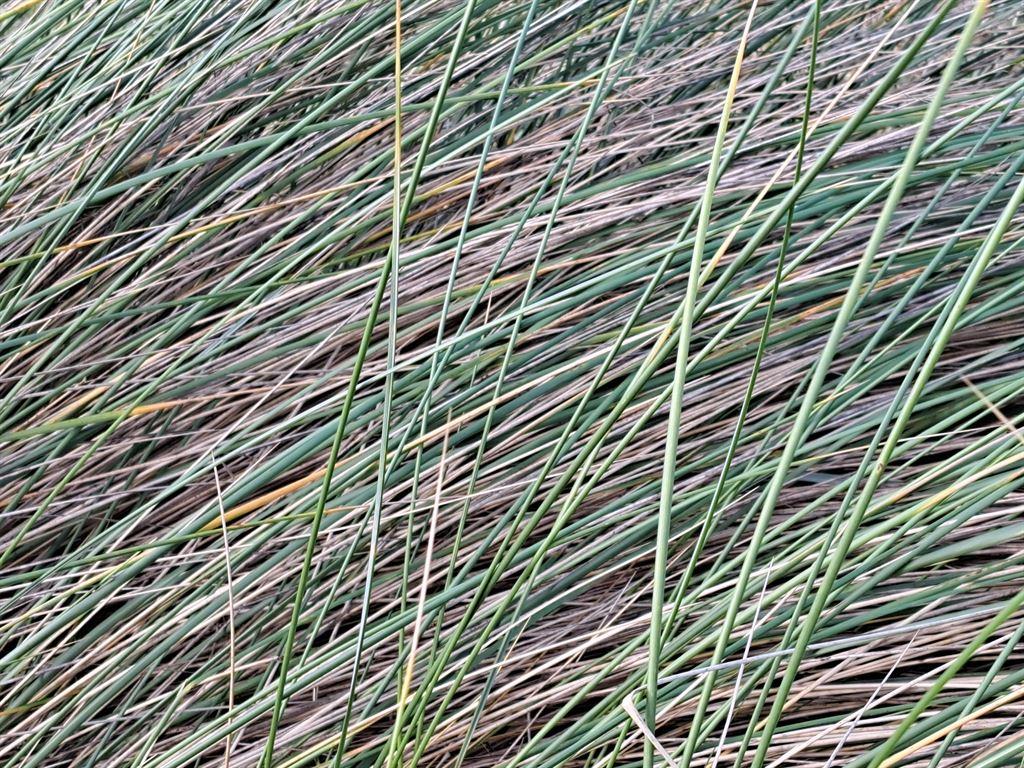 grass