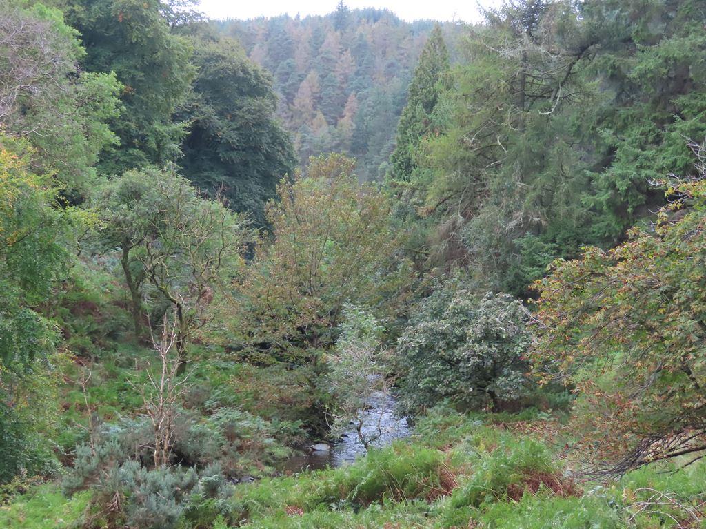 forest