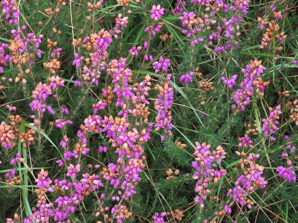 heather