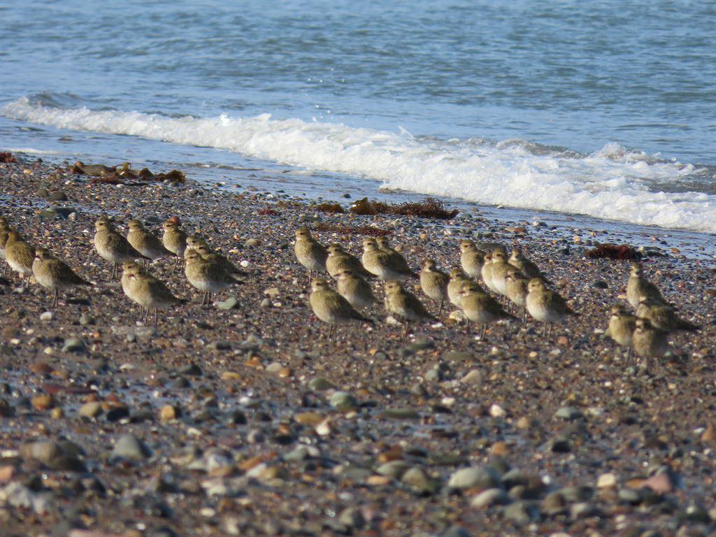 birds2