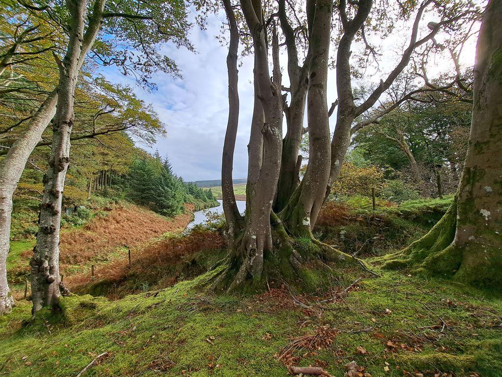 trees