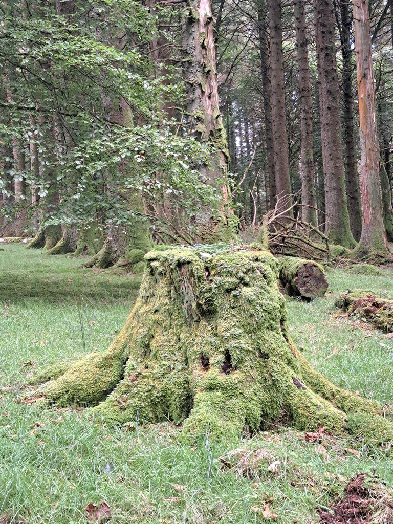 stump
