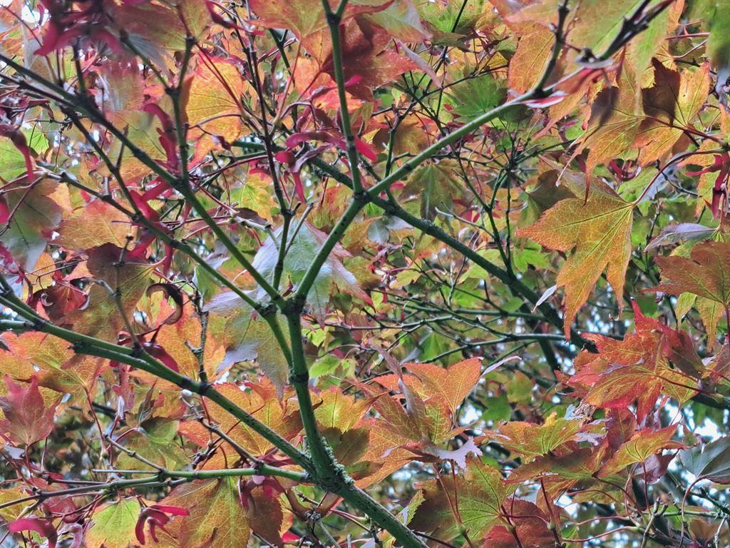 leaves