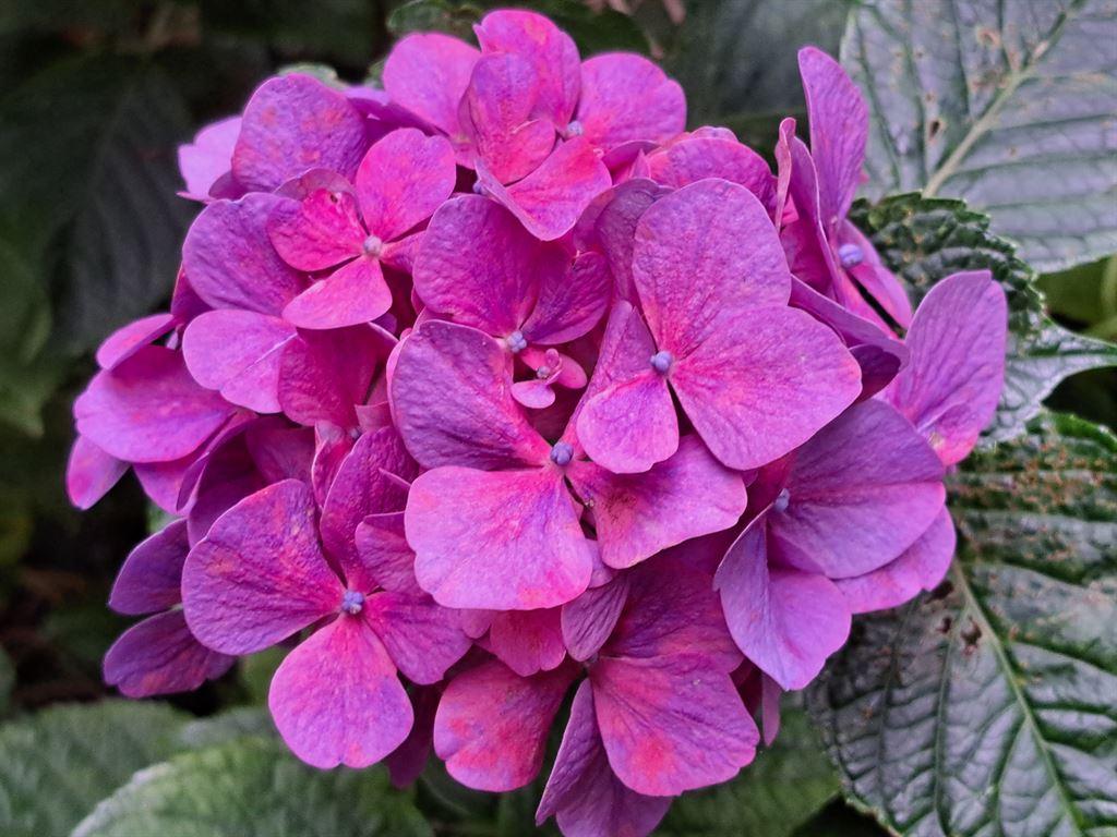 hydrangea