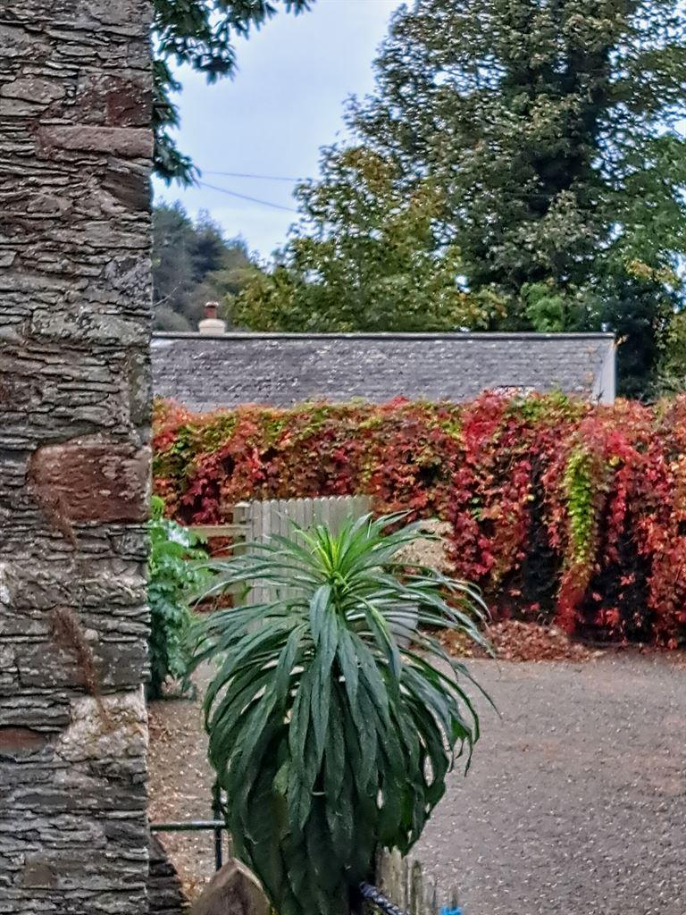 creeper