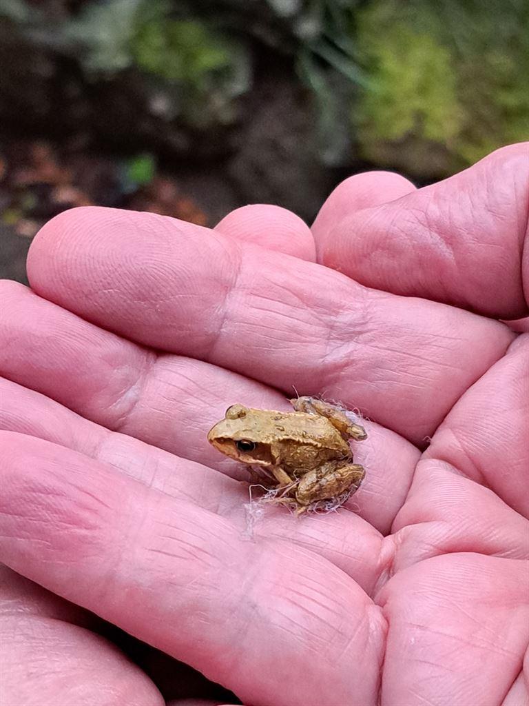 frog