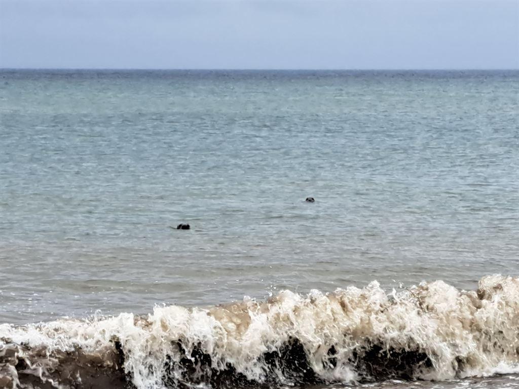 seals