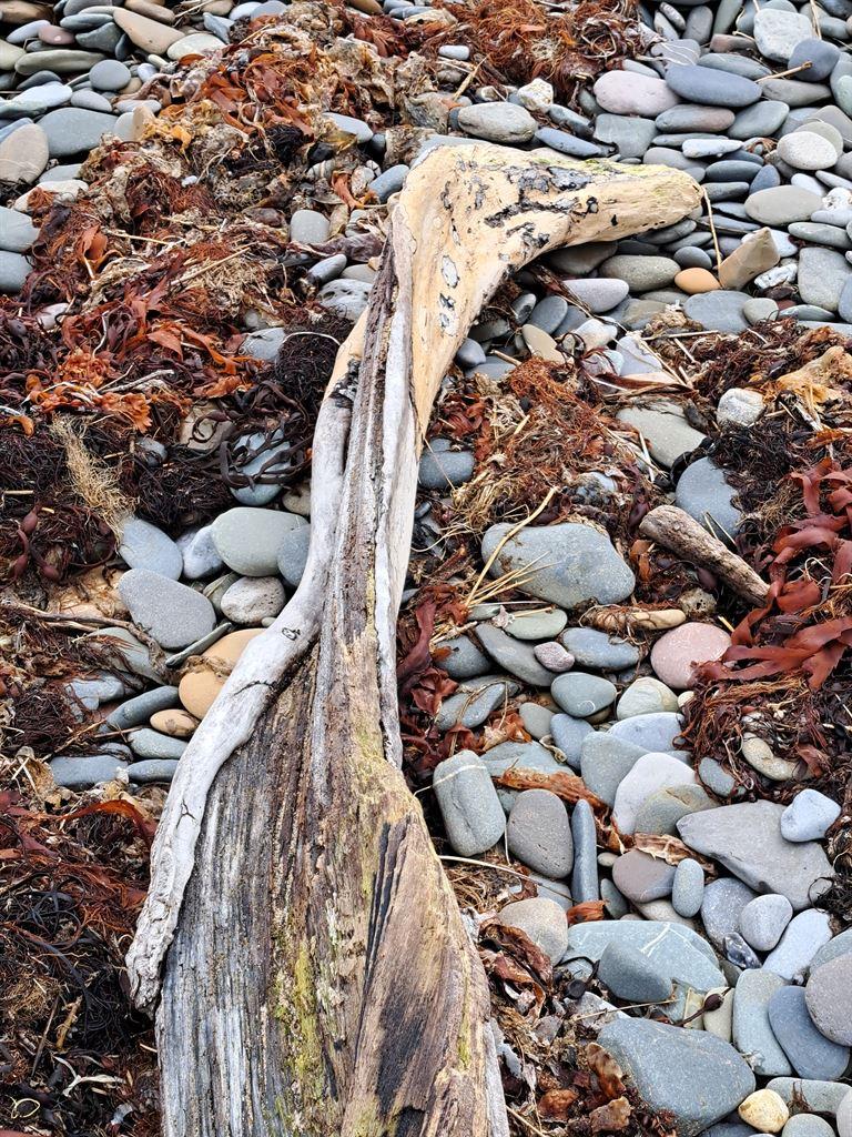 driftwood2