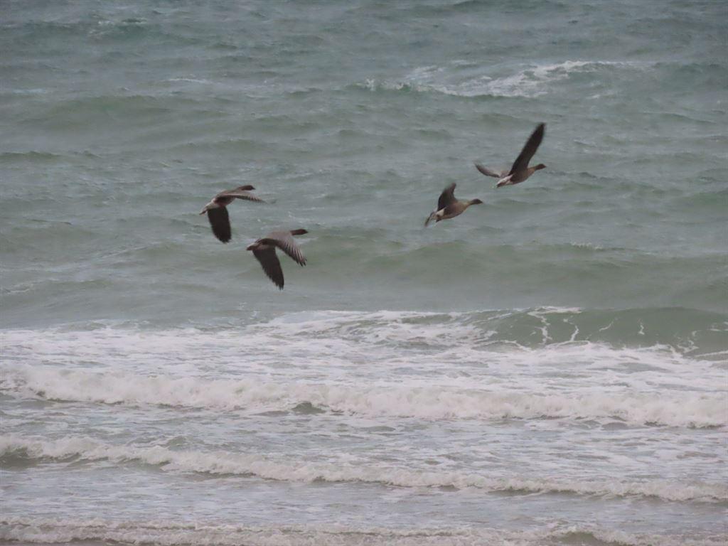 seaduck