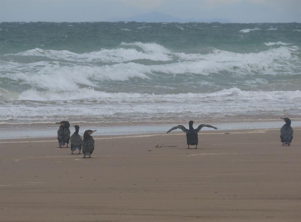 cormorants