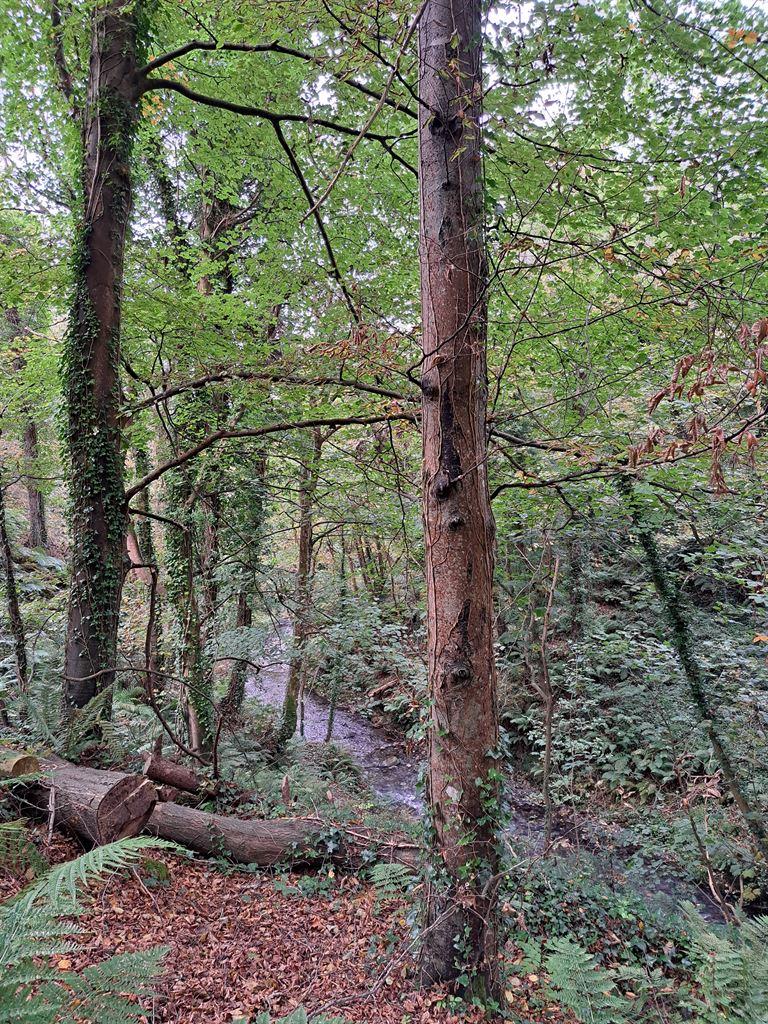 trees