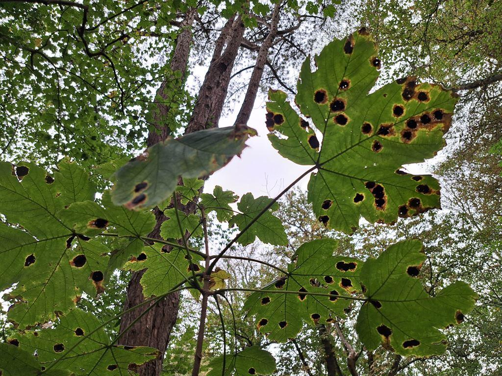 leaves
