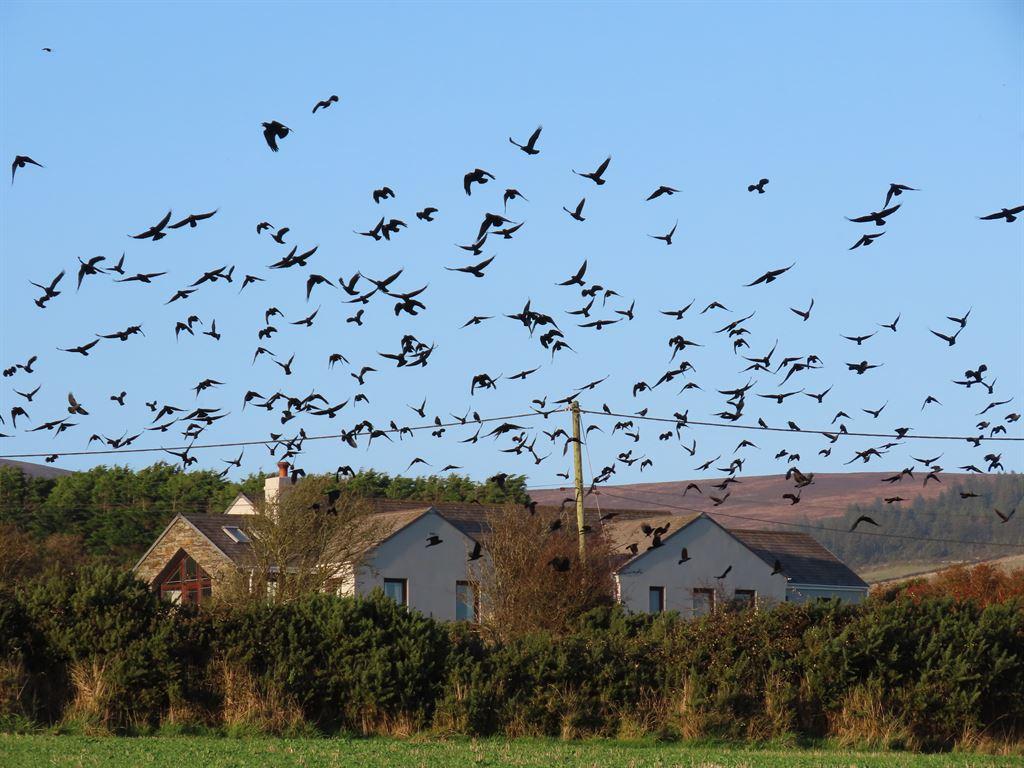 rooks1