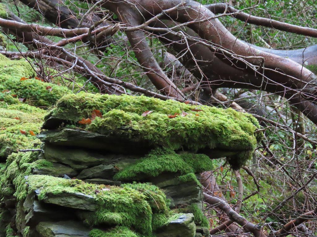moss2