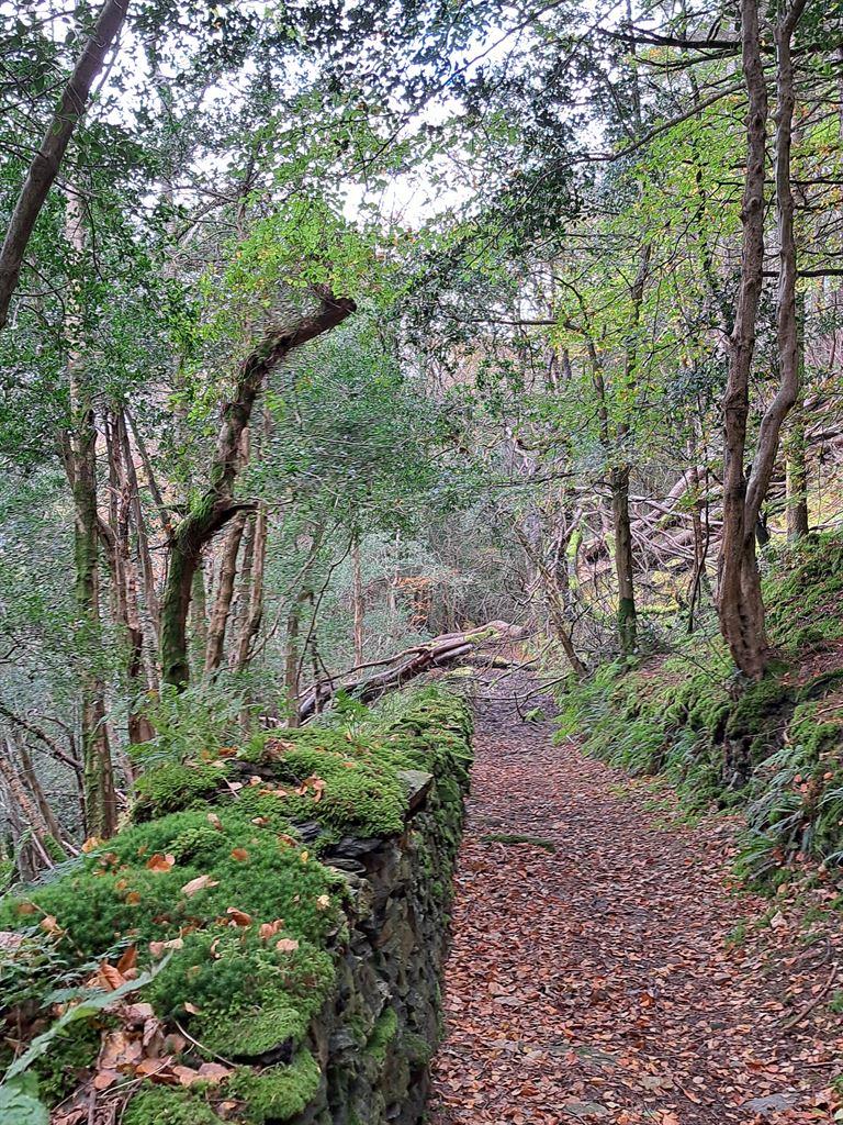moss1