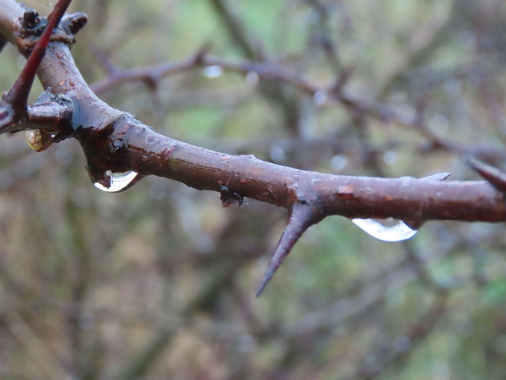 twig&drops