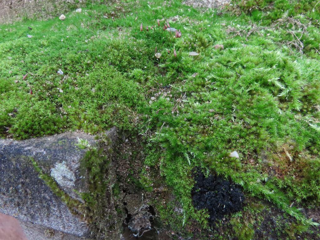 moss