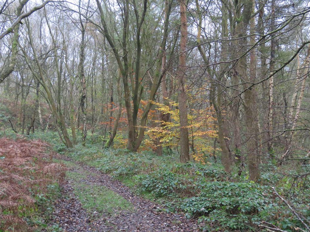 trees