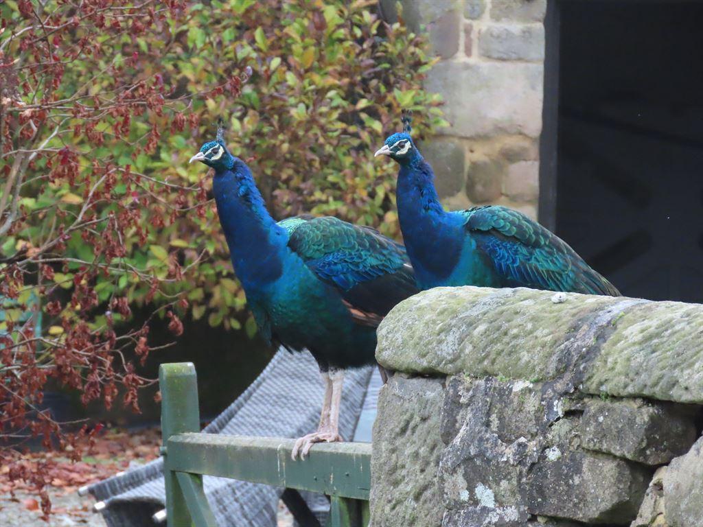 peacocks