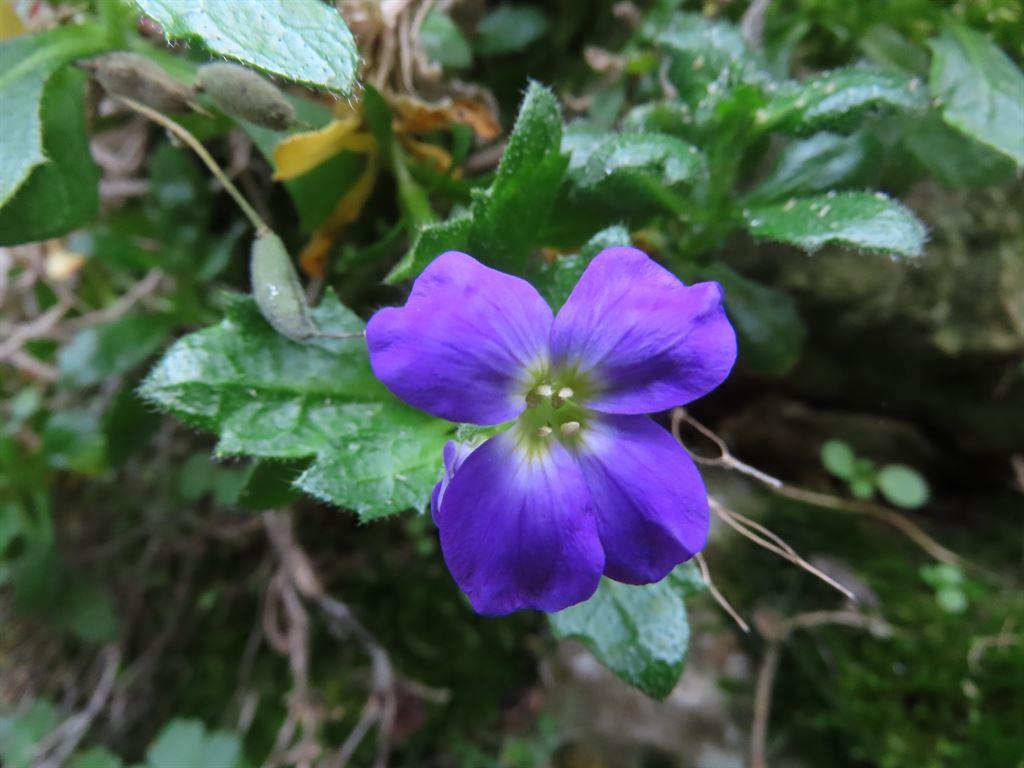 winsterflower