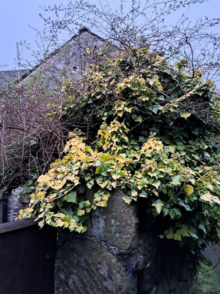 ivy
