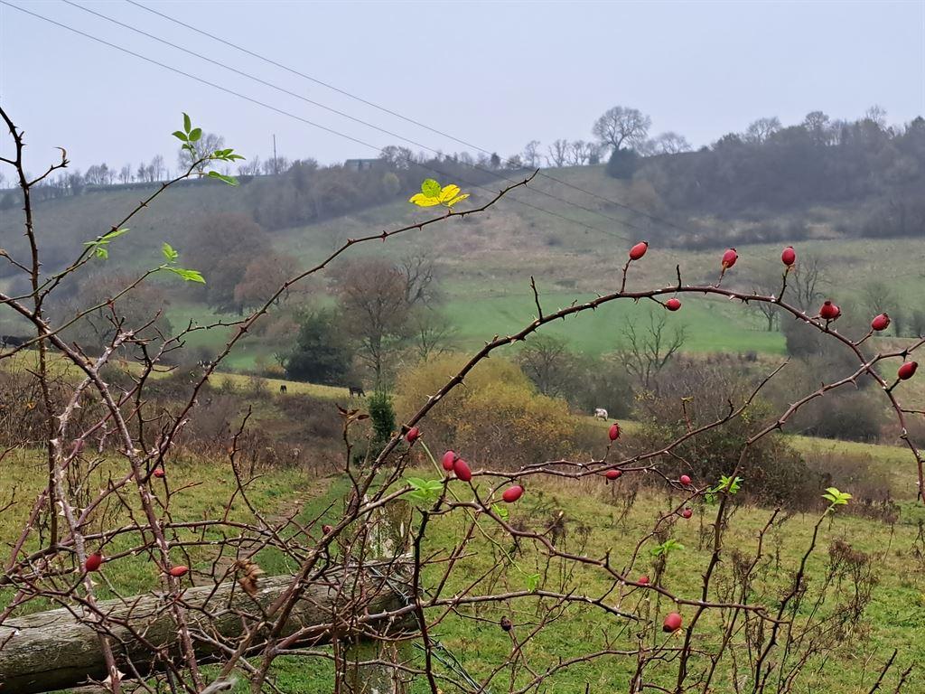 field&berry