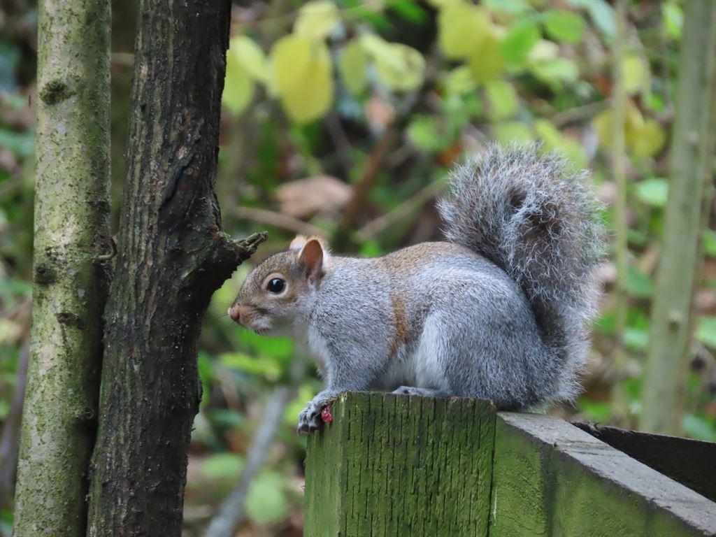 squirrel