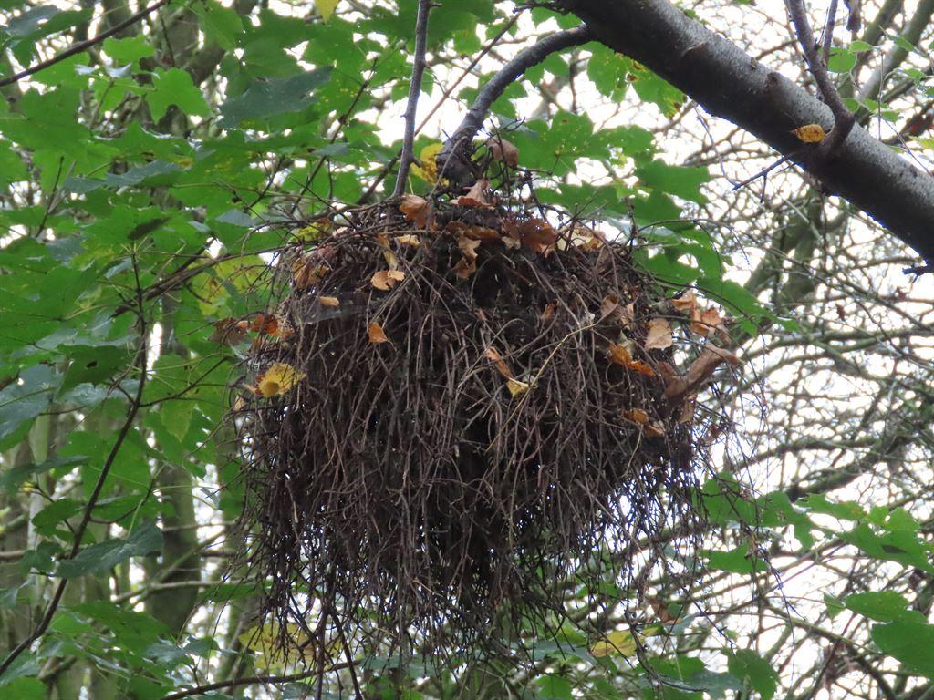 nestthing
