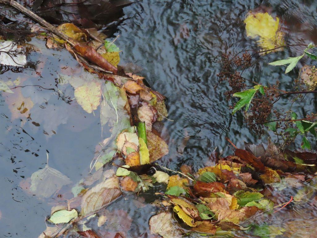 leaves&water