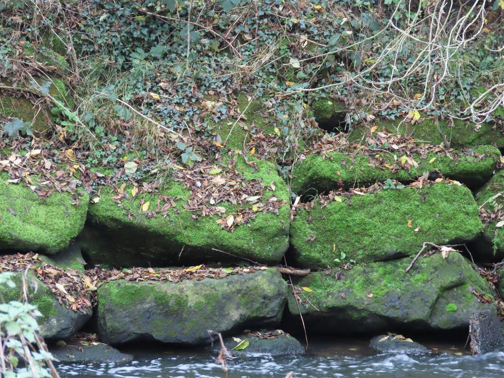 stones&moss