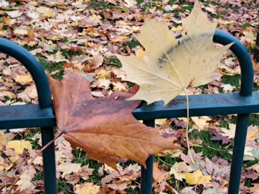 leaves
