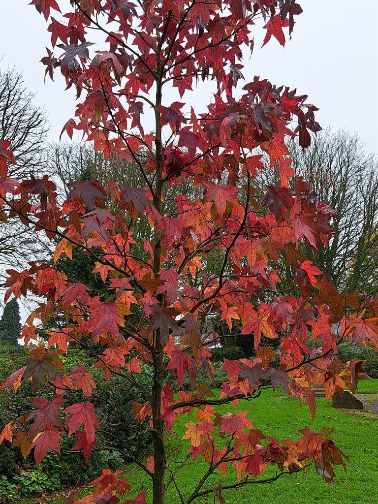 maple
